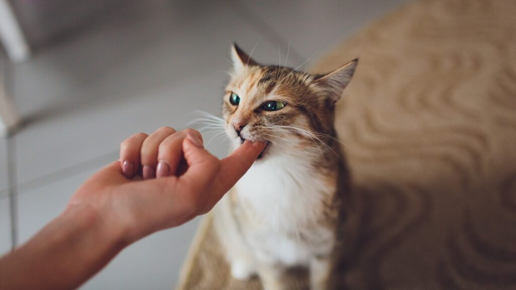 Cat biting finger 