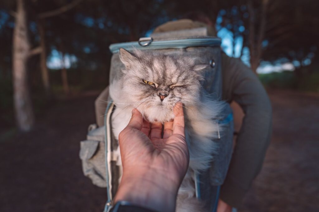 Cat in a backpack carrier