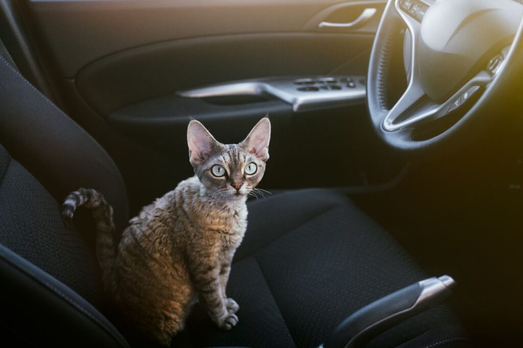 Cat in a car seat