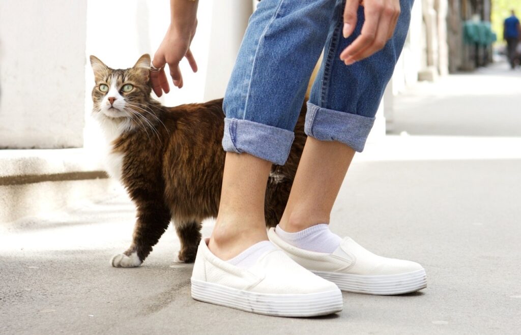 Cat near feet