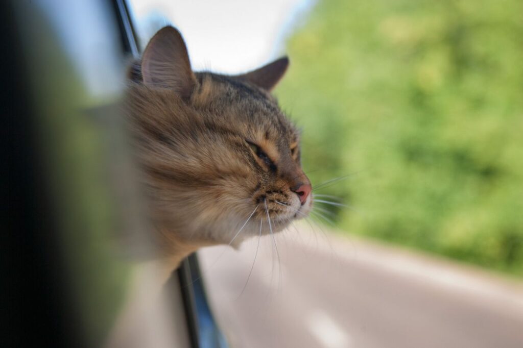 Cat sticking head out of car window