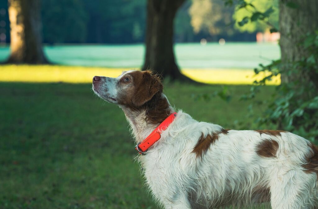 Brittany Spaniel gazing