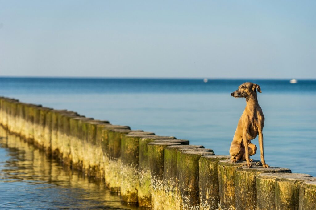 Italian Greyhound at the sea
