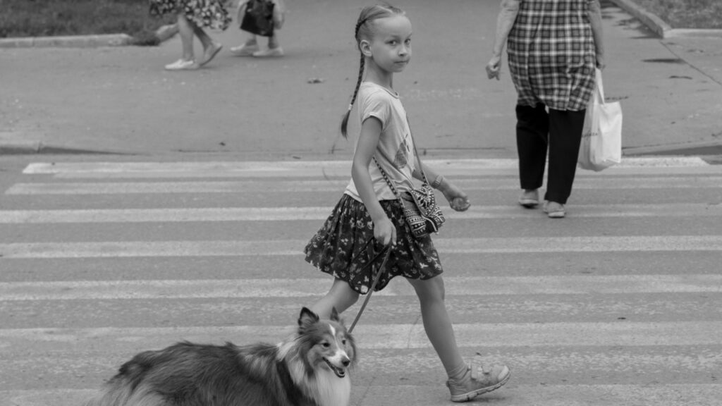 Shetland Sheepdog with a child