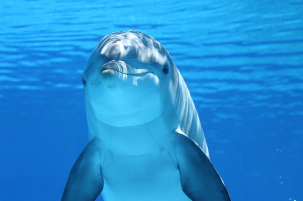 A friendly Dolphin