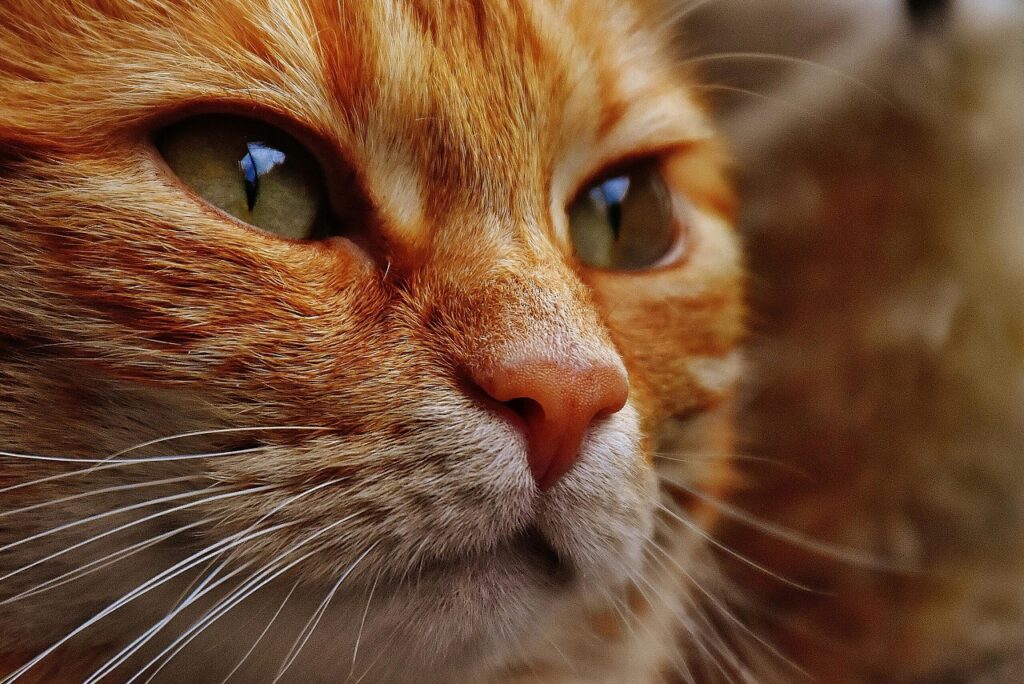 Close-up of an orange tabby cat's face
