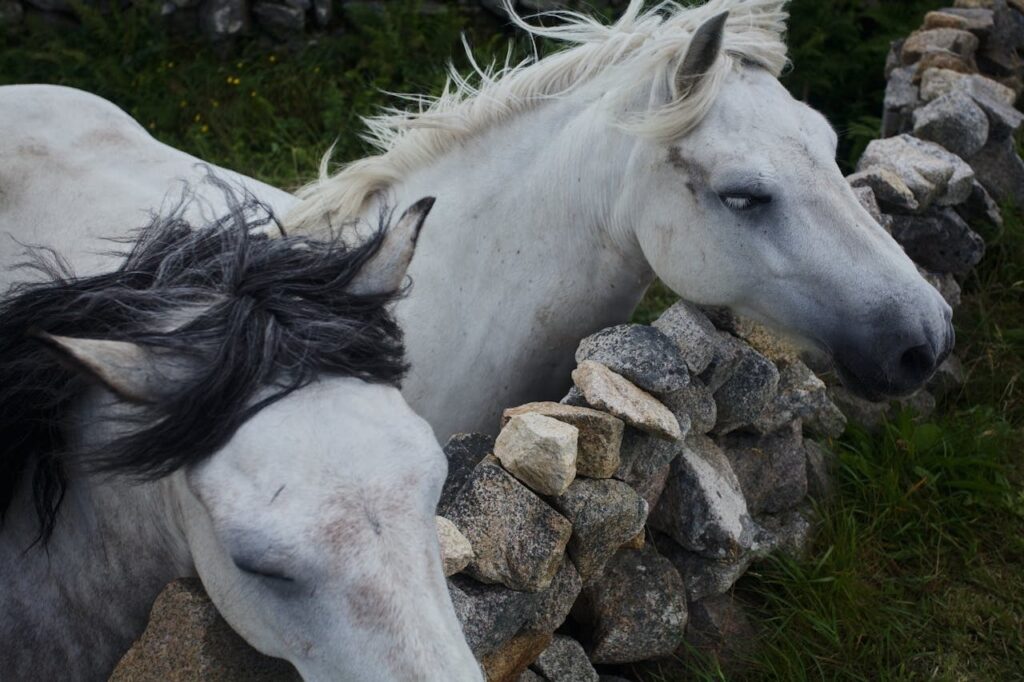 Connemara Pony