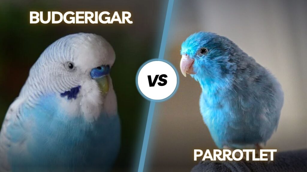 Budgerigar vs Parrotlet