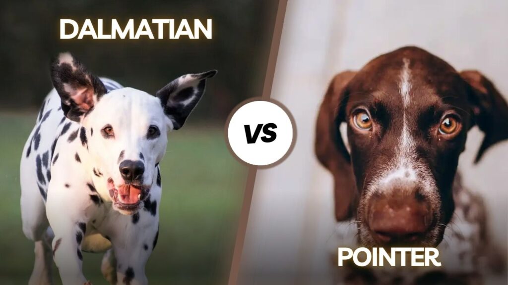 Dalmatian vs Pointer