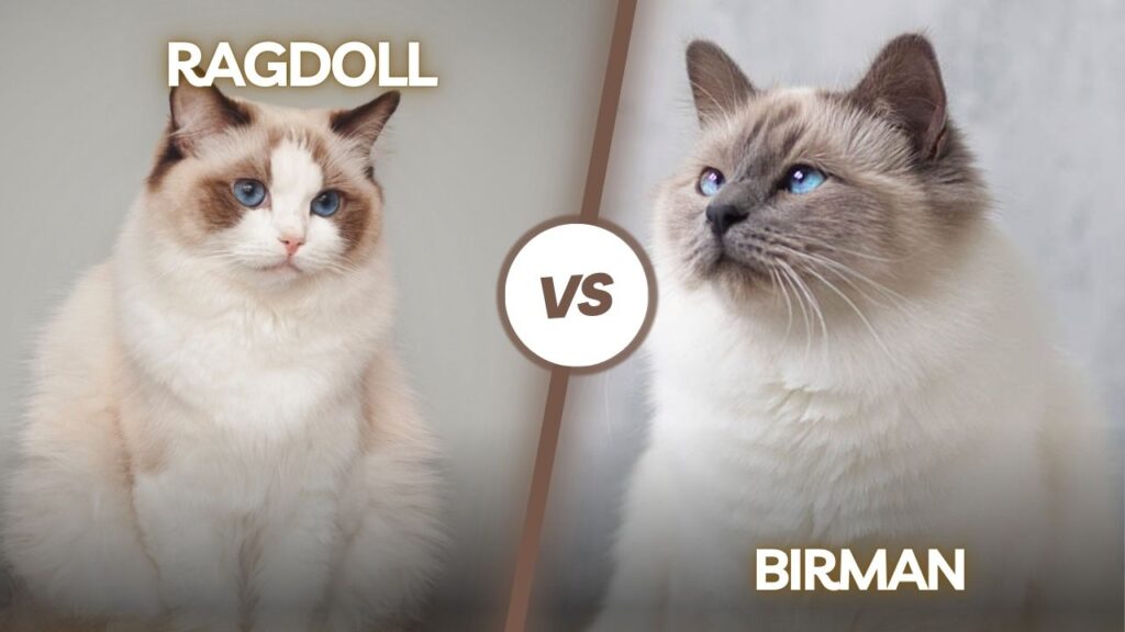 Ragdoll vs Birman