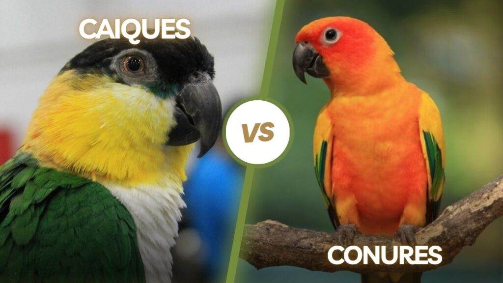 Caiques vs Conures