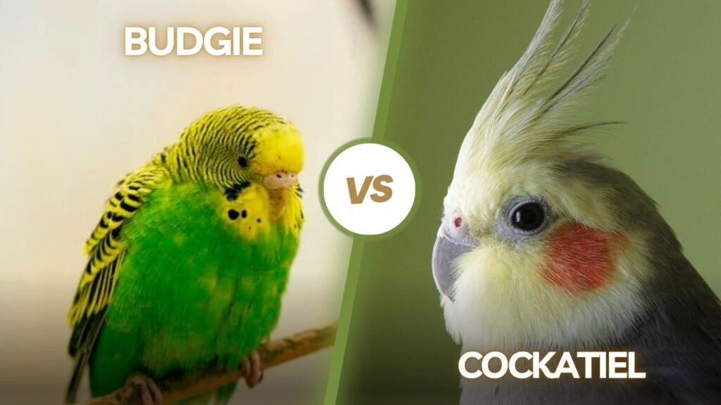 Budgie vs Cockatiel