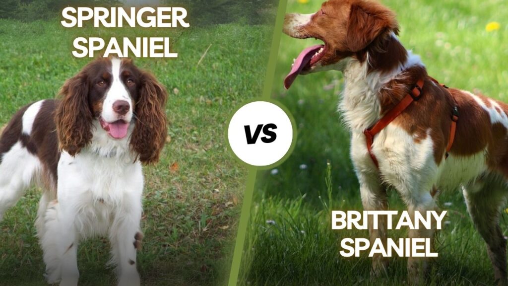 Springer vs Brittany