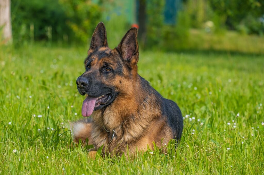 German Shepherd in a grassy field