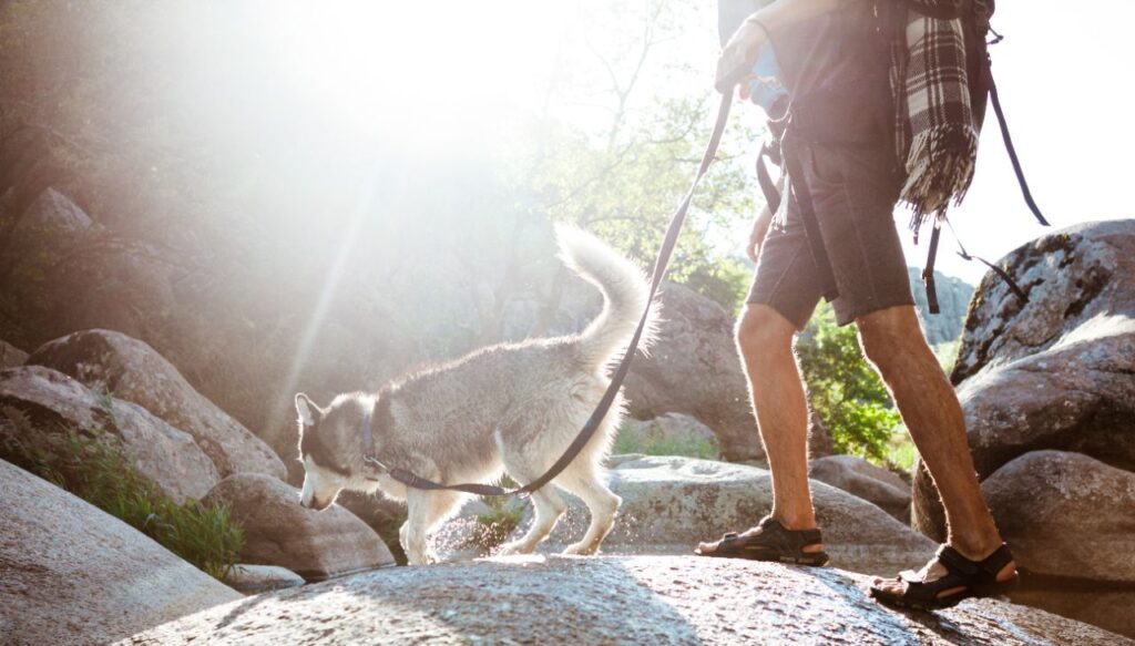 A dog hiking with a man