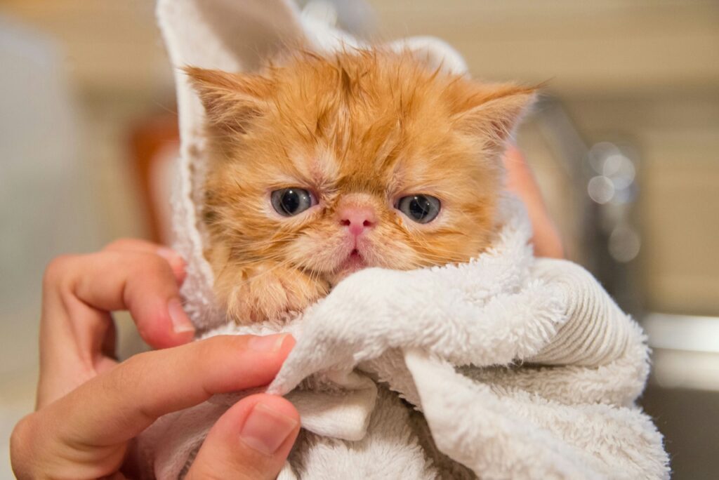 Exotic Shorthair after bath