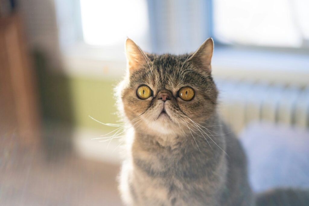 Exotic Shorthair googly eyes