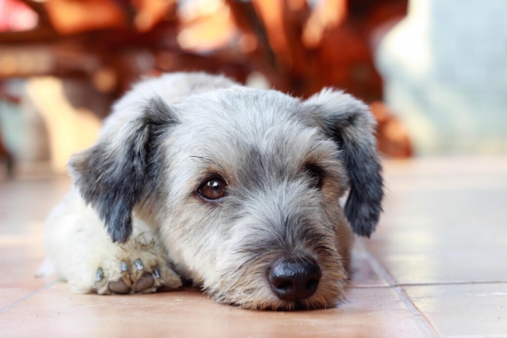 Dandie Dinmont Terrier