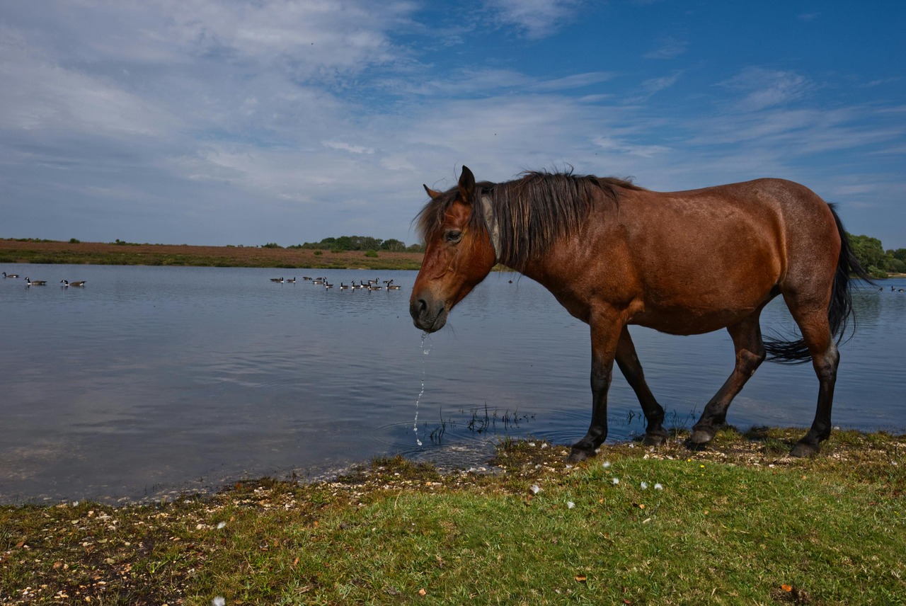 Suffolk Punch