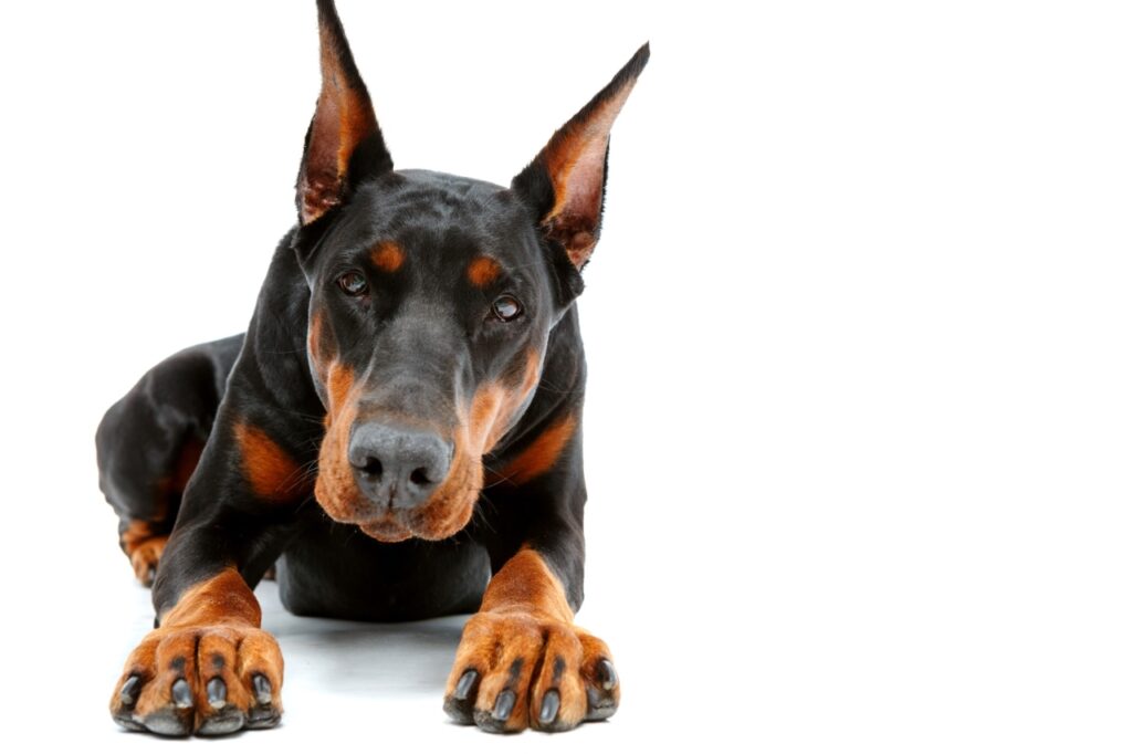German Pinscher