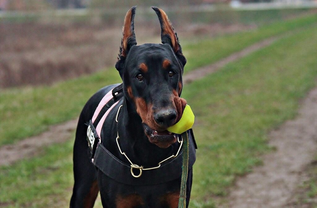 Doberman Chewing toy