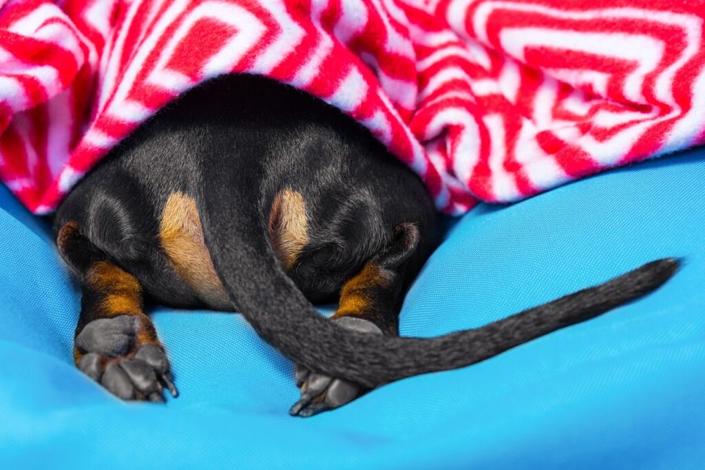 Doberman Pinscher Hiding in blanket