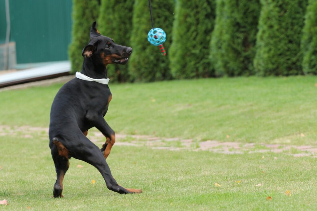 Doberman Playing