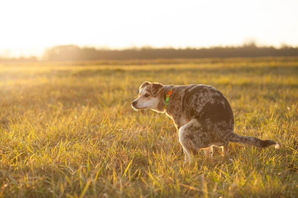Dog pooping outdoors 