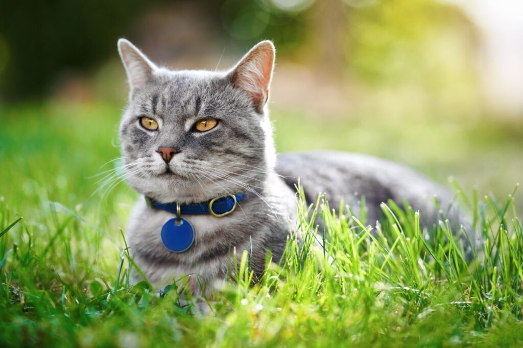 Domestic cat outdoors