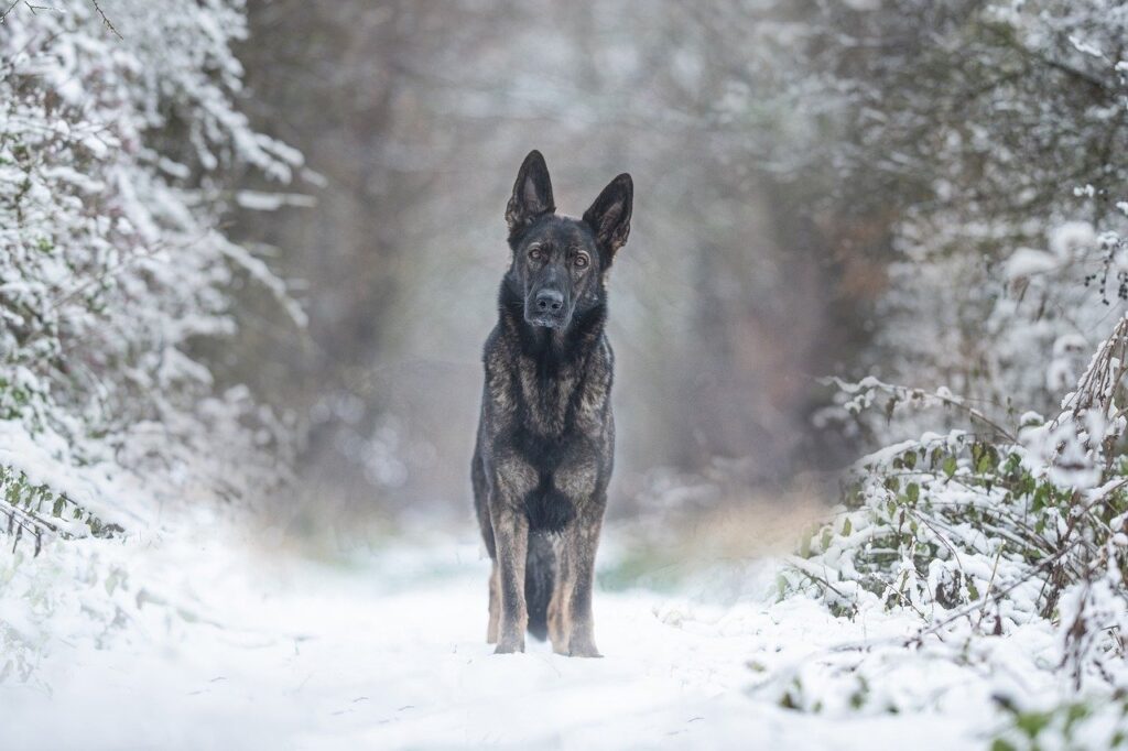 German Shepherd in the snow