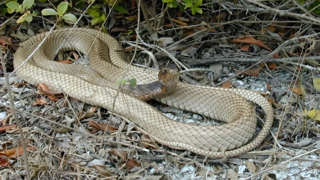 Eastern Coachwhip 