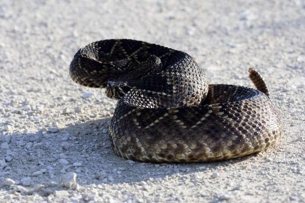 Eastern Diamondback Rattlesnake