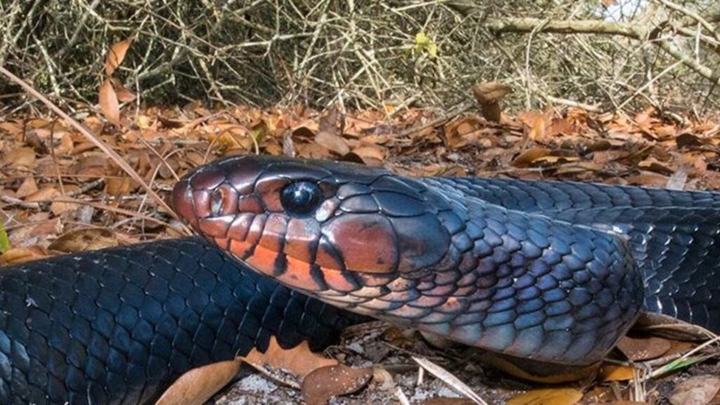 Eastern Indigo Snake 
