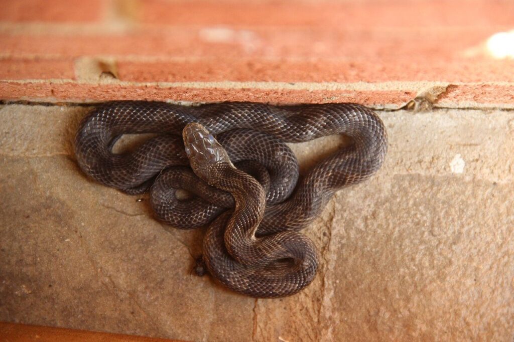 Eastern Rat Snake
