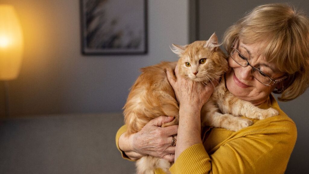 Old lady plays with ragdoll cat