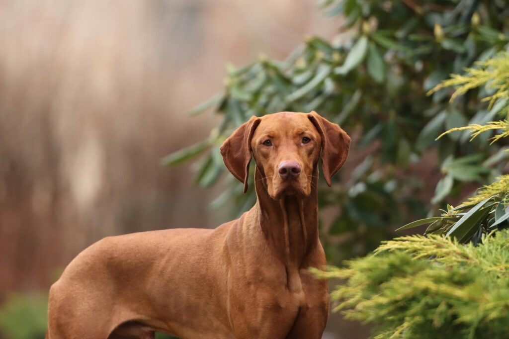 An alert Rhodesian Ridgeback