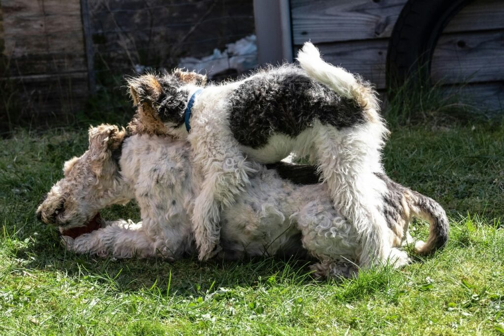 Wire Fox Terrier playing
