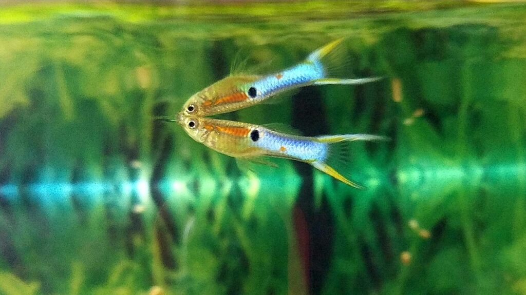 Endler’s Livebearer fish