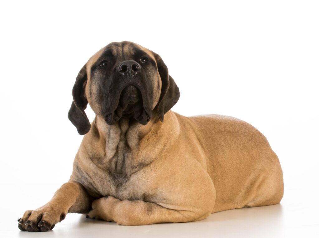 English Mastiff Puppy