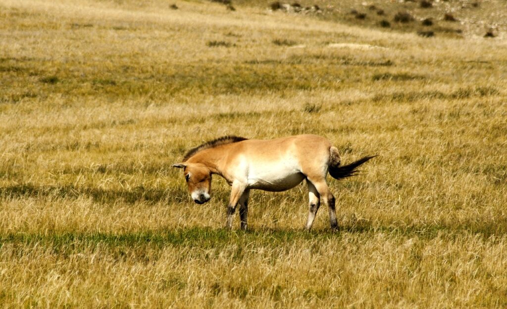 Przewalski’s Horse