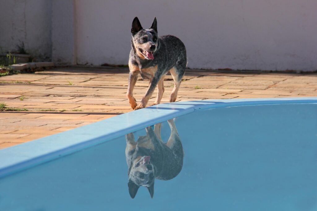 Australian Cattle dog active