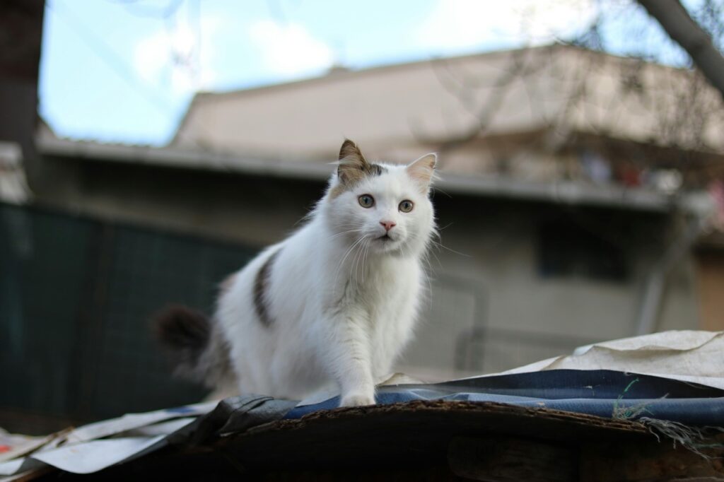 Turkish Van