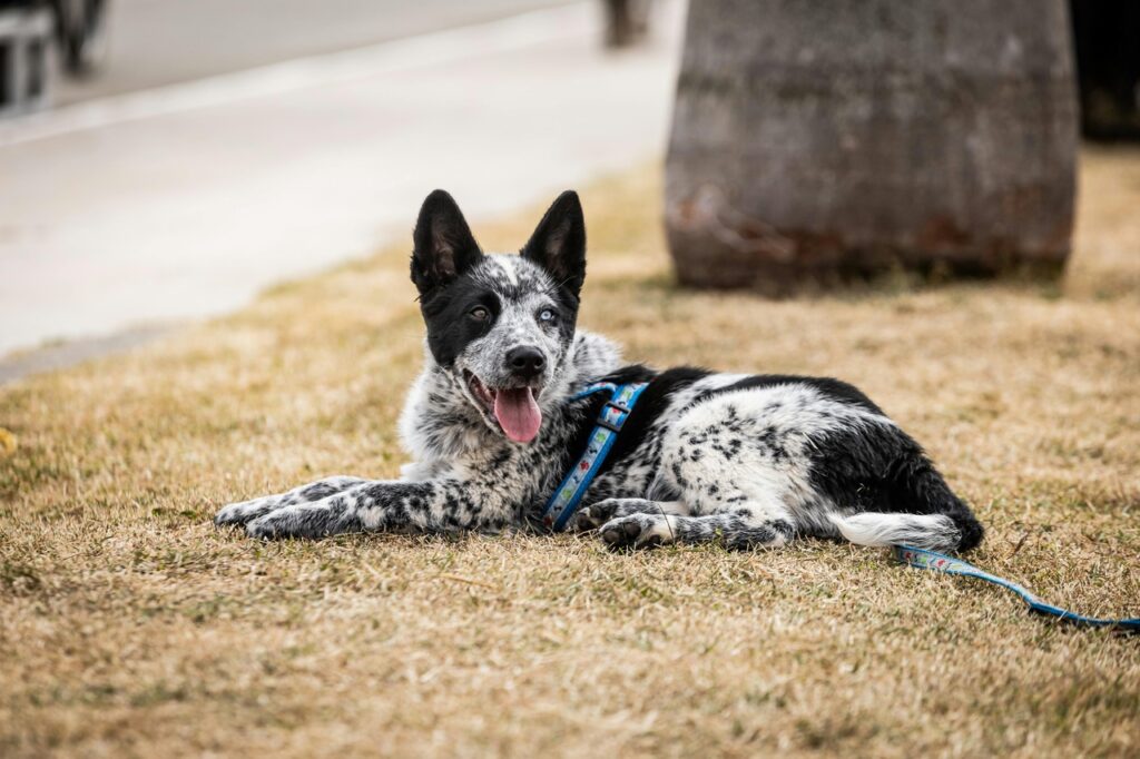Australian Cattle dog lying on the ground