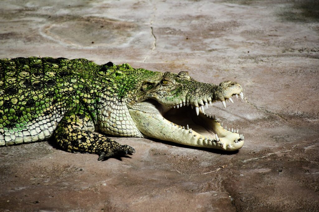 Alligator in an enclosure