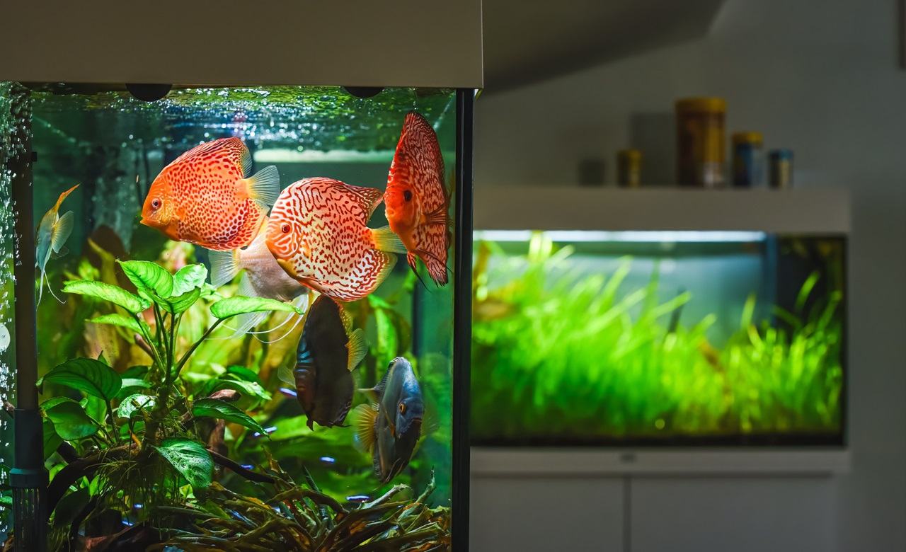 Fish tank