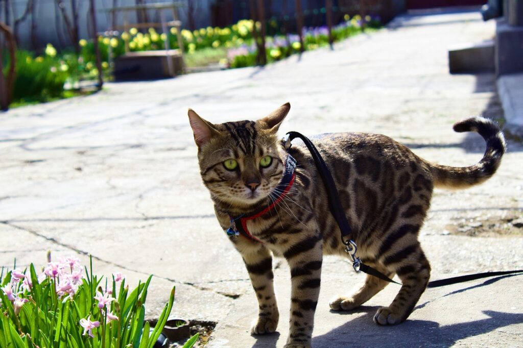 Cat dragging the leash