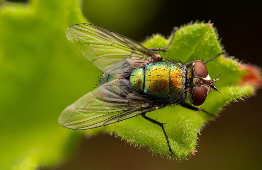 Fly 