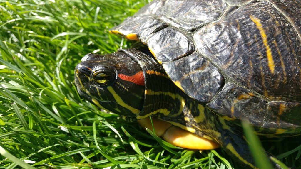 A Red-eared Slider Turtle