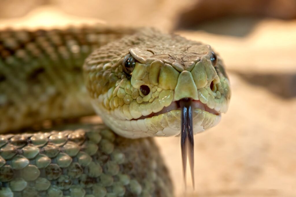 A Closeup of a Snake