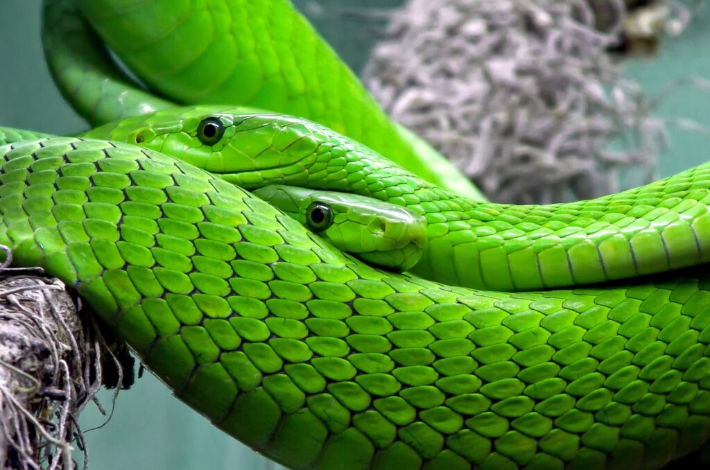 A couple of snakes